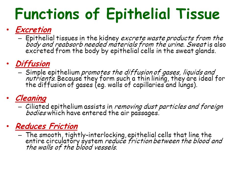 What Is the Function of Epithelial Tissue?